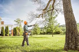 Best Stump Grinding and Removal  in Poplar Cotton Center, CA