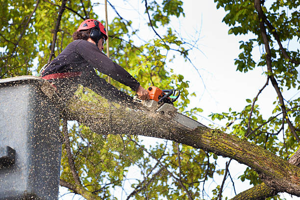 Best Lawn Pest Prevention  in Poplar Cotton Center, CA